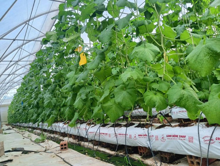 Ảnh của THANH GROWBAG 100 x 20 x15 